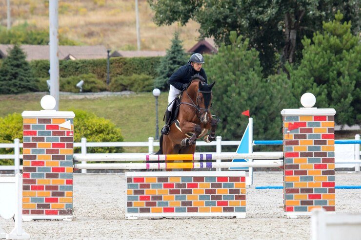 دراسة جدوى مشروع إسطبل خيول فروسية - قفز حواجز     