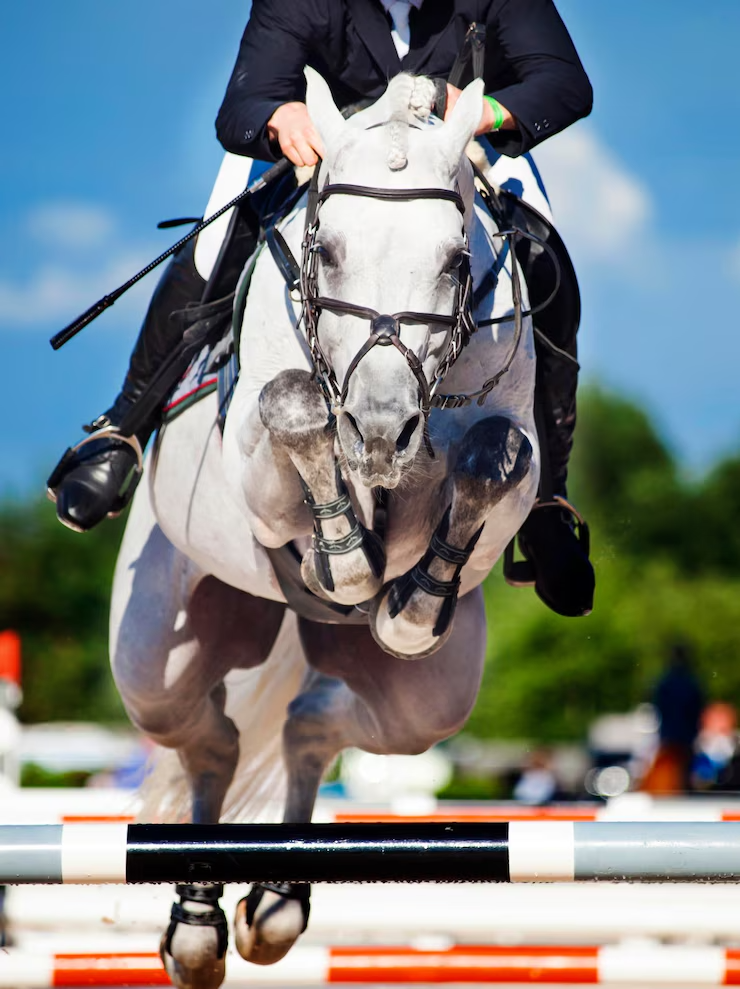 دراسة جدوى مشروع إسطبل خيول فروسية - قفز حواجز     