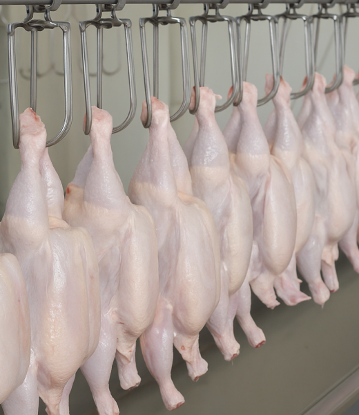 دراسة جدوى مشروع مسلخ دواجن