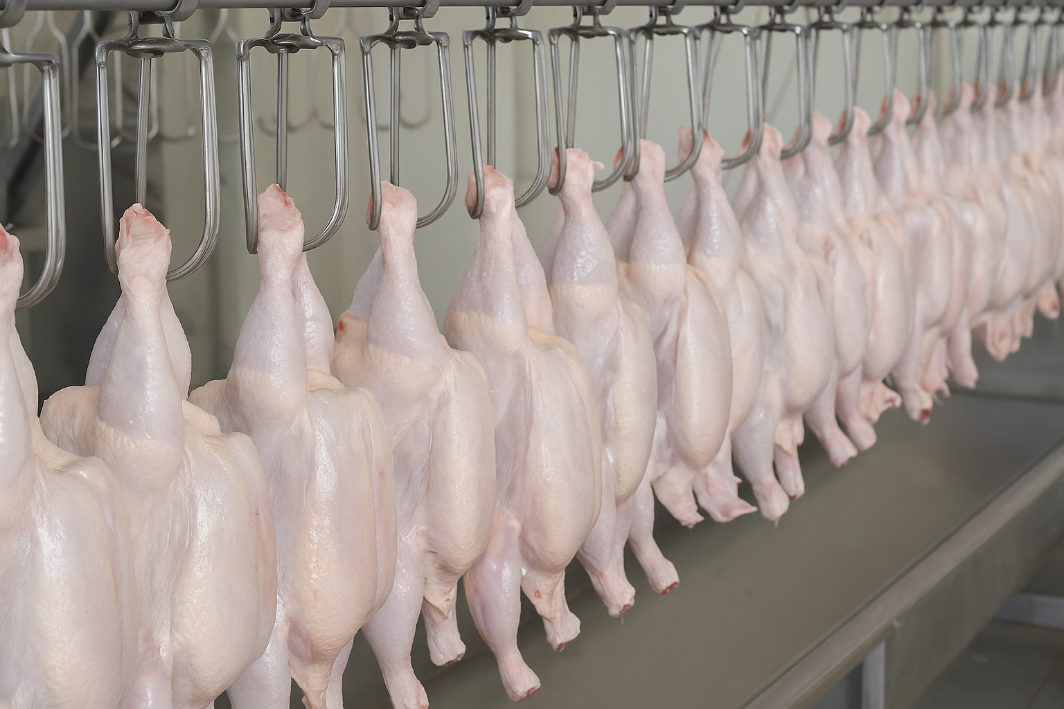 دراسة جدوى مشروع مسلخ دواجن