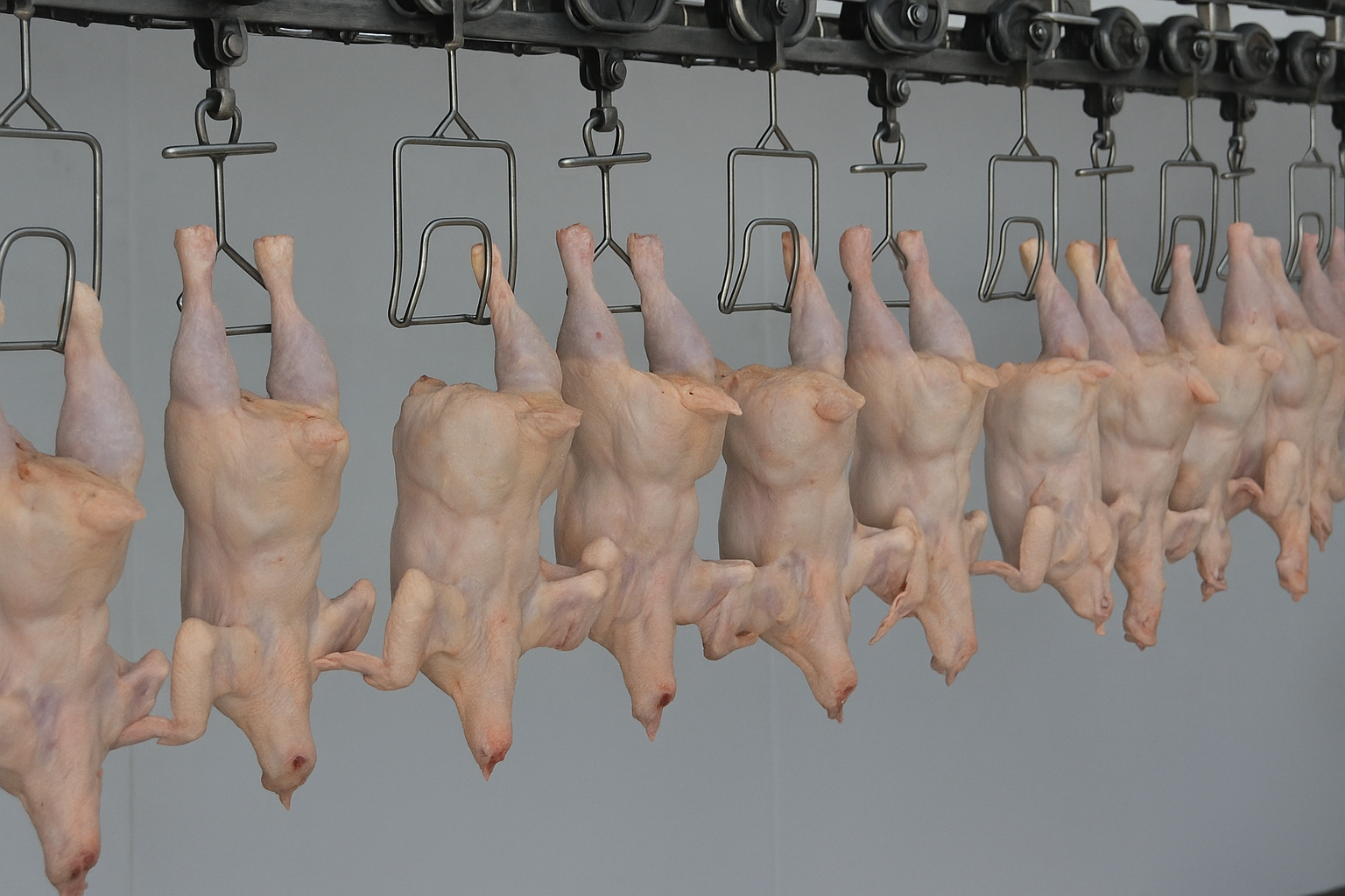 دراسة جدوى مشروع مسلخ دواجن