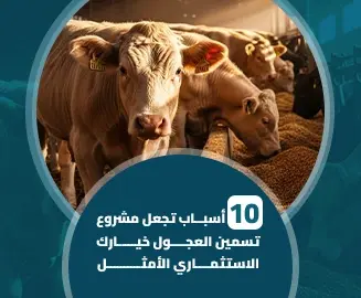 مشروع_تسمين_العجول