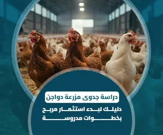 دراسة جدوى مزرعة دواجن